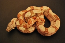 08 Hypo Hogg