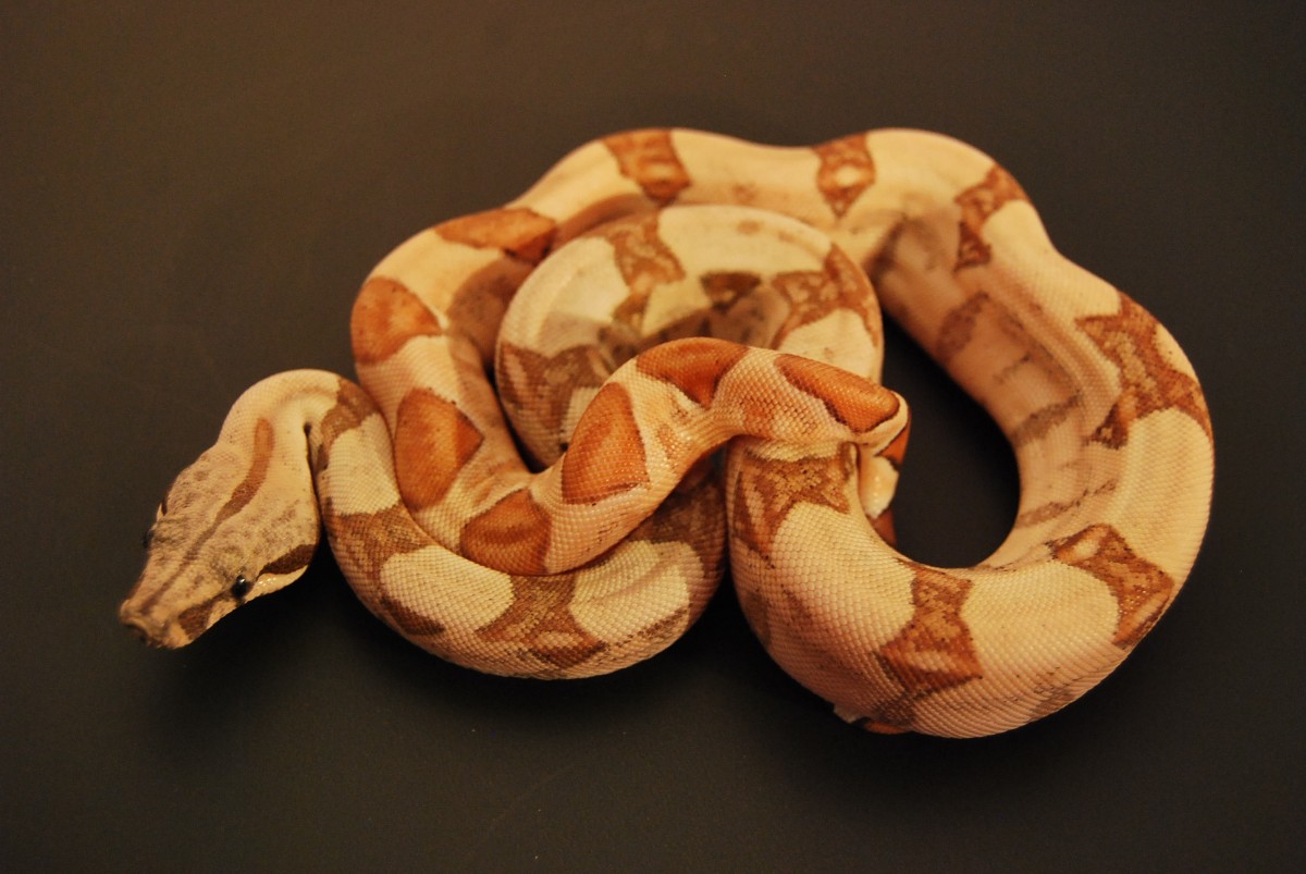 08 Hypo Hogg