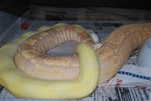 Sunglow & Moonglow Arabesque's