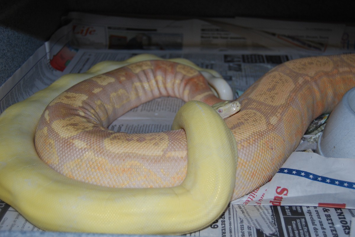 Sunglow & Moonglow Arabesque's