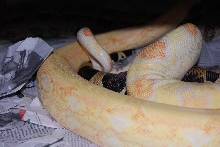 Coral X 100% het albino female