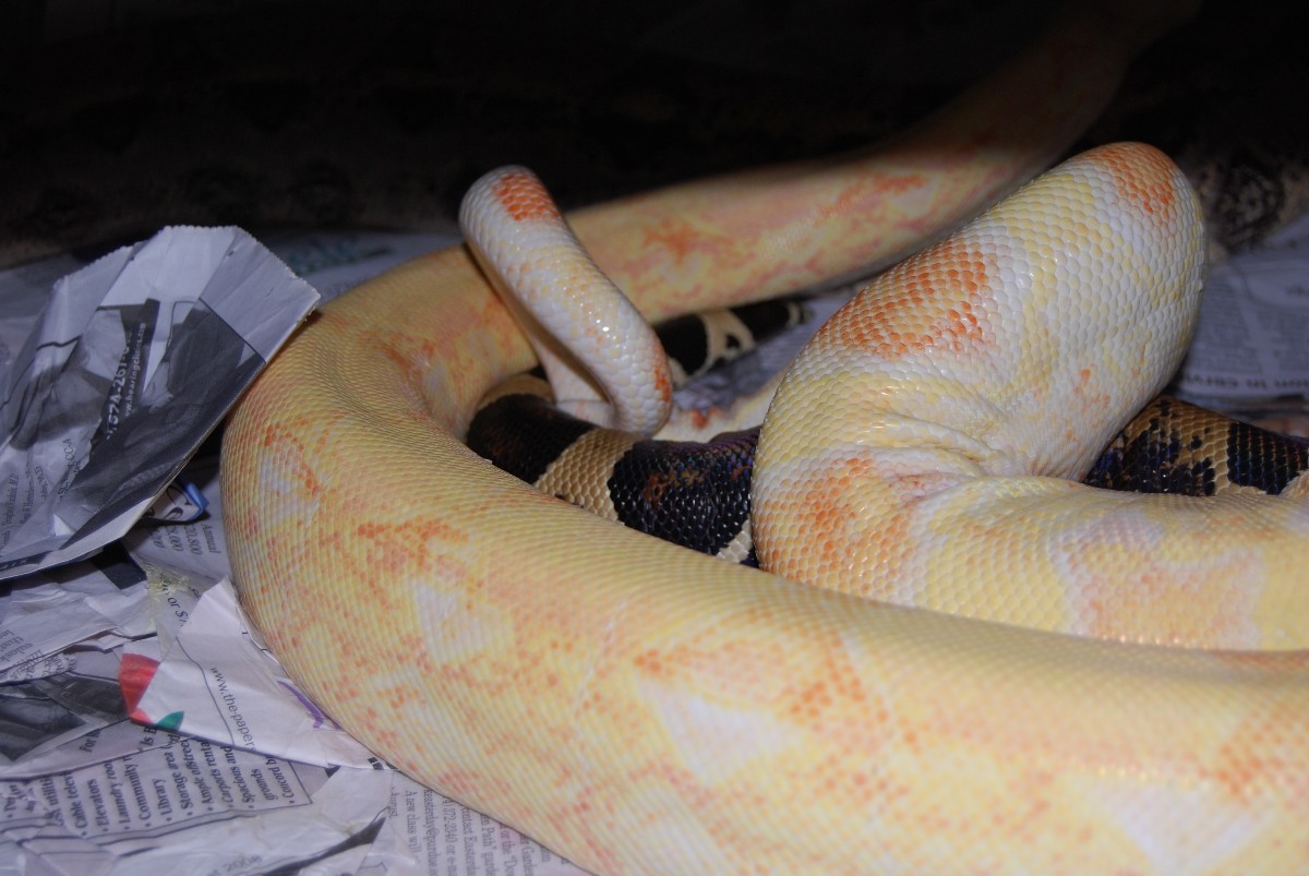 Coral X 100% het albino female
