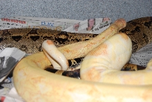 Coral X 100% het albino female