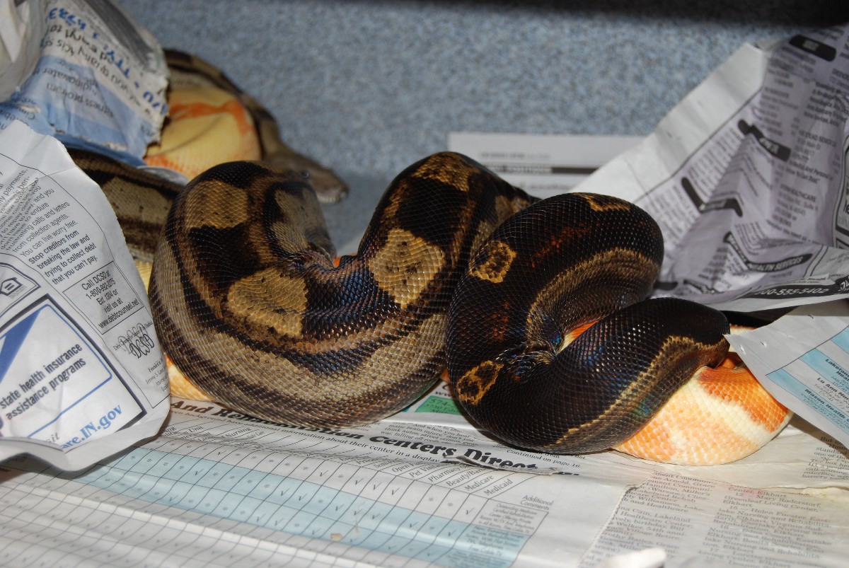 Sunglow X Motley het albino