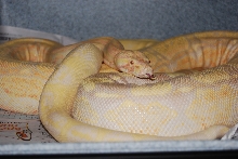 Sunglow & Moonglow Arabesque's