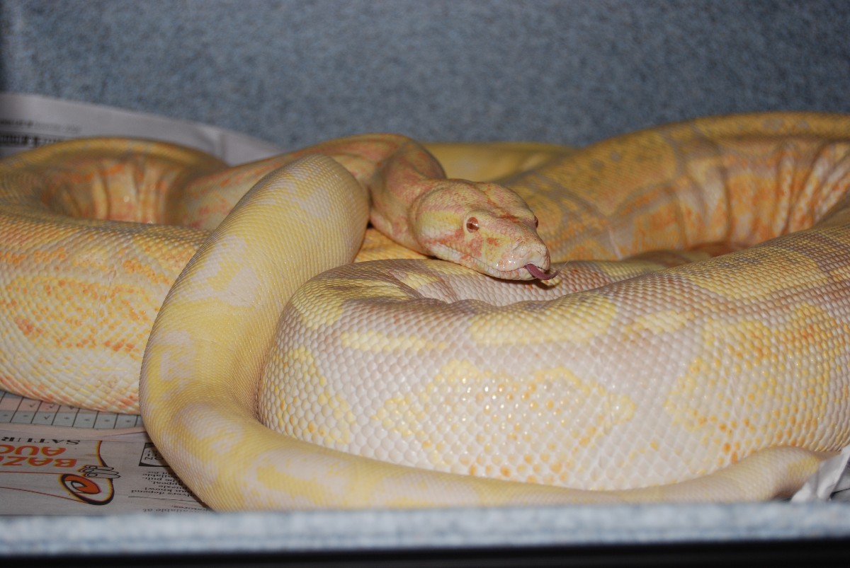 Sunglow & Moonglow Arabesque's