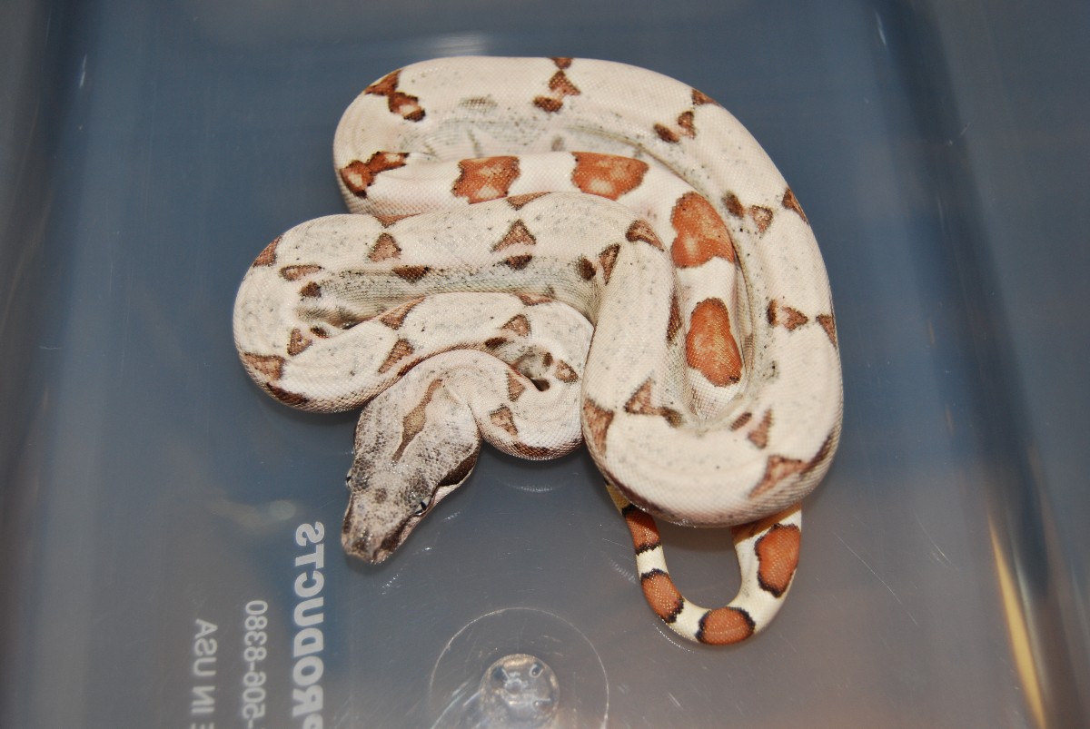 Hypo poss Jungle 66% het  poss. albino