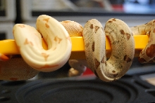 Sunglow Jungle and Hypo poss Jungle