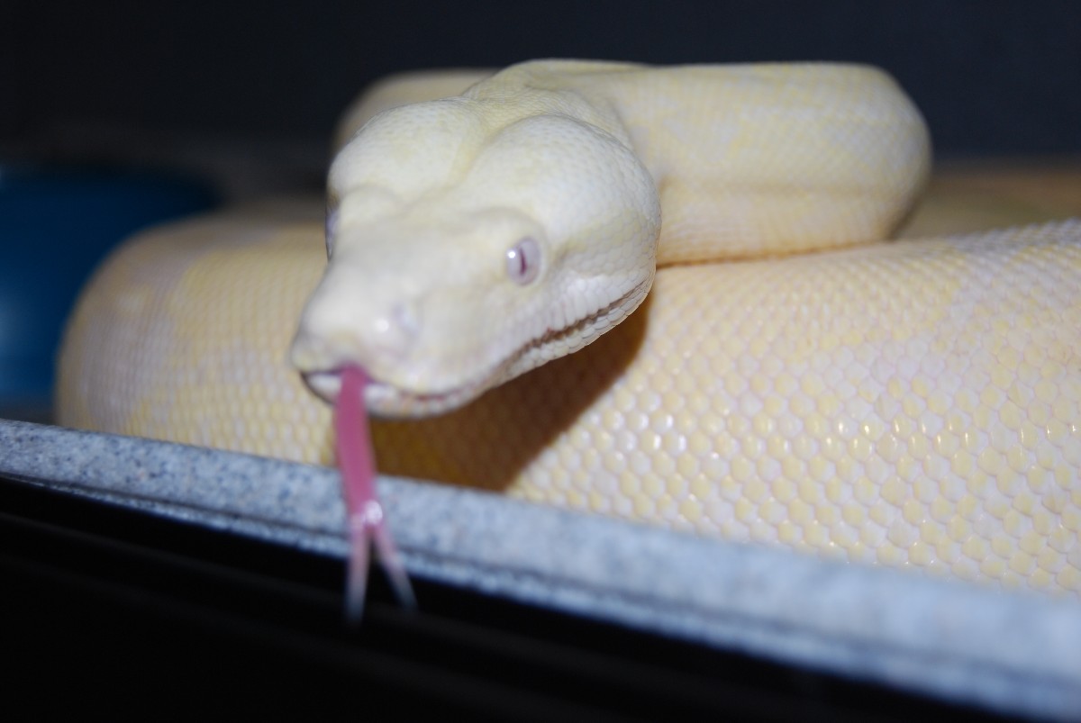 Morph