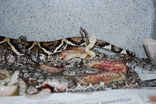 Sunglow Jungle litter 100% het anery