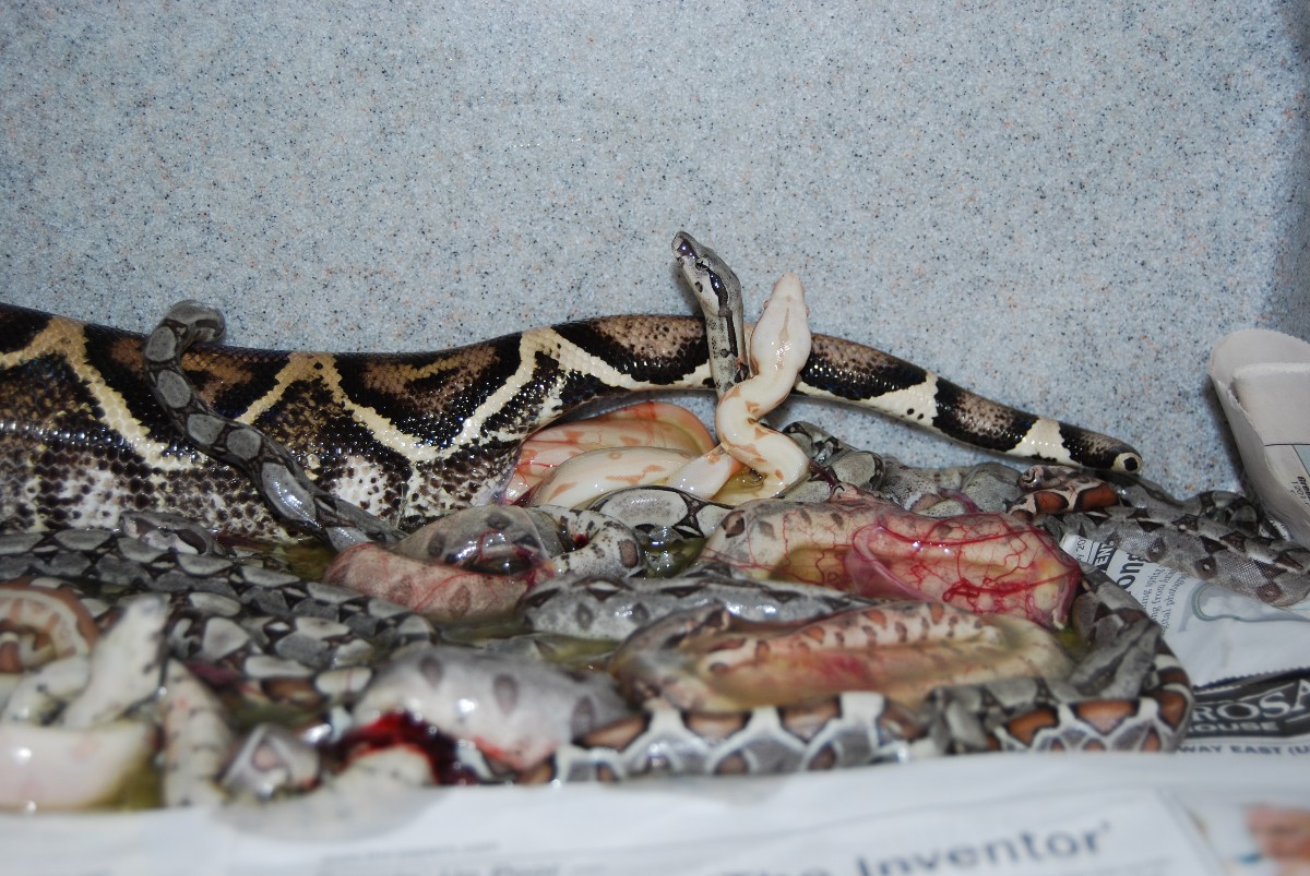 Sunglow Jungle litter 100% het anery