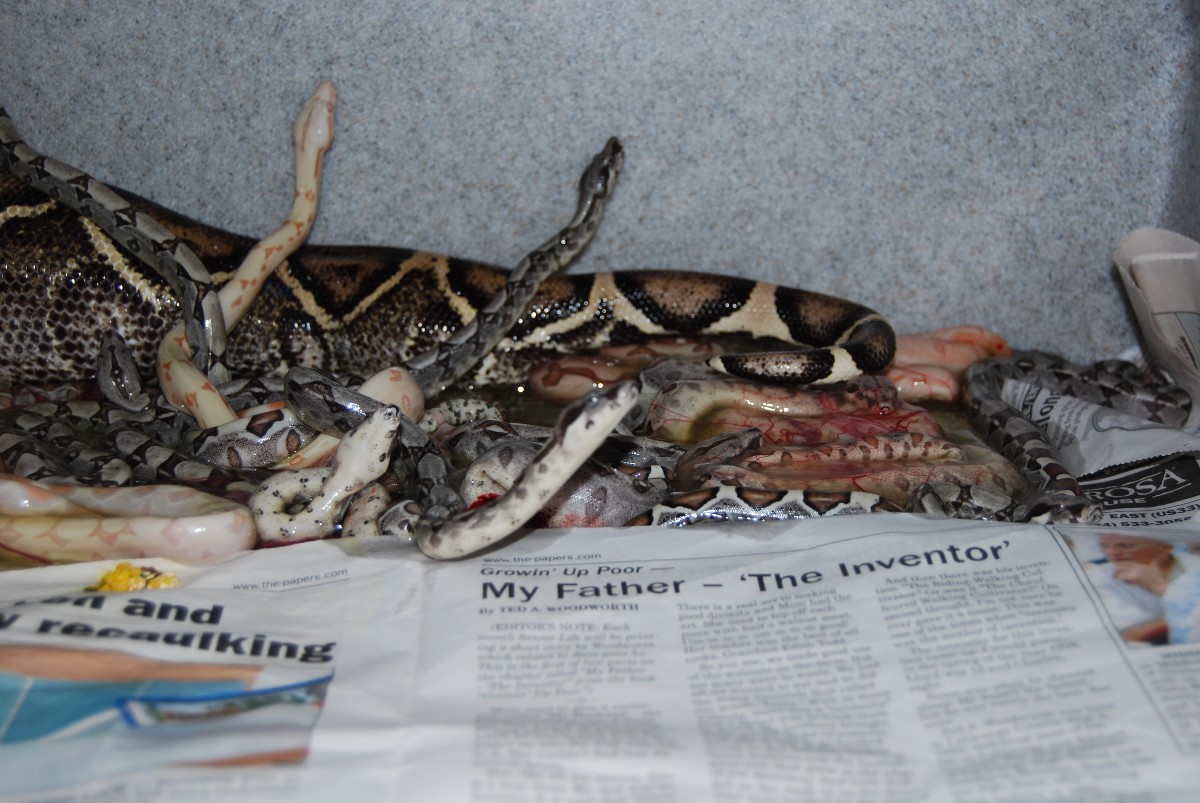 Sunglow Jungle litter 100% het anery