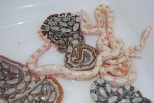 Sunglow Jungle litter 100% het anery