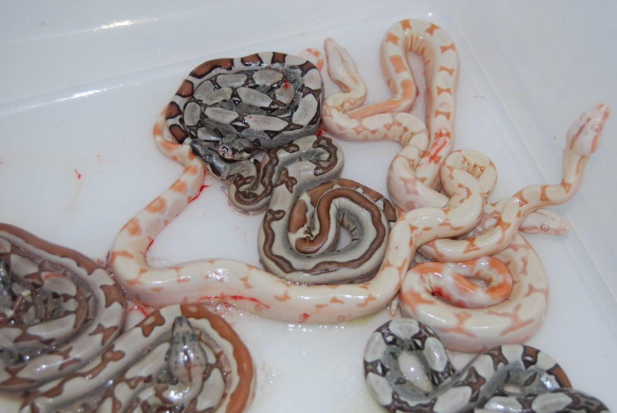 Sunglow Jungle litter 100% het anery