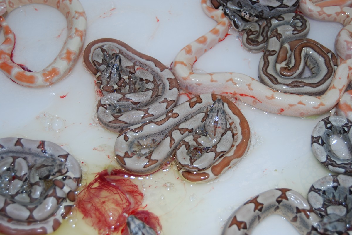 Sunglow Jungle litter 100% het anery