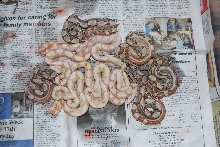 Sunglow Jungle litter 100% het anery
