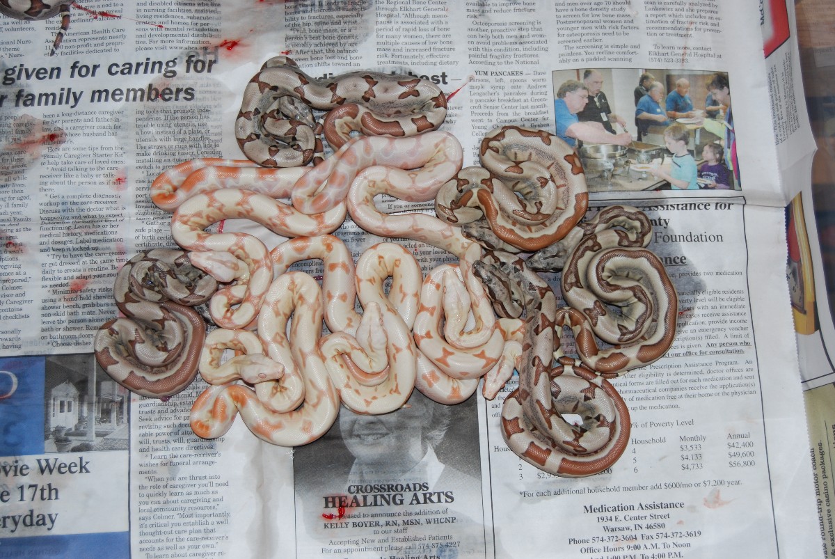 Sunglow Jungle litter 100% het anery