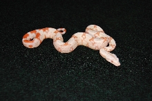 Jungle boa