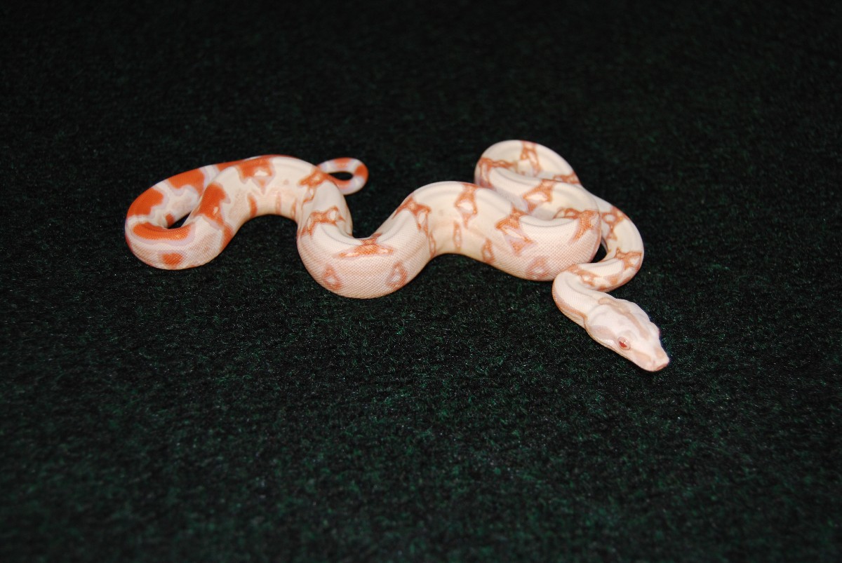 Jungle boa