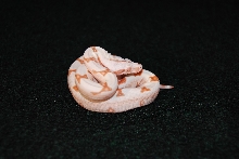 Jungle boa