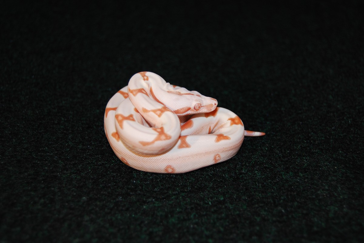 Jungle boa
