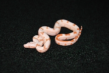 Jungle boa
