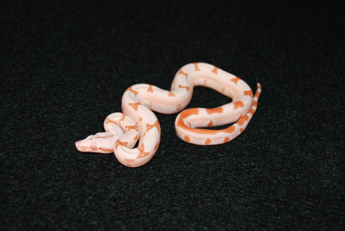 Jungle boa
