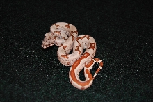 Jungle boa
