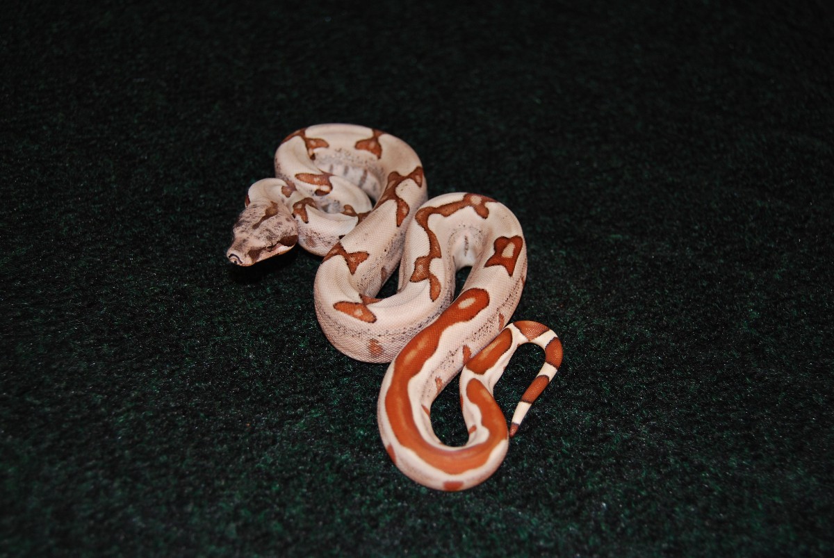 Jungle boa