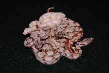 Jungle boa