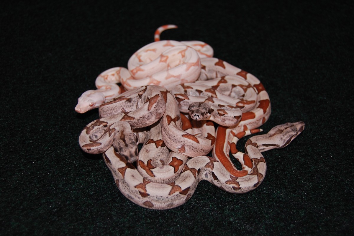 Jungle boa