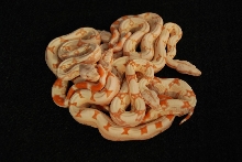 Jungle boa