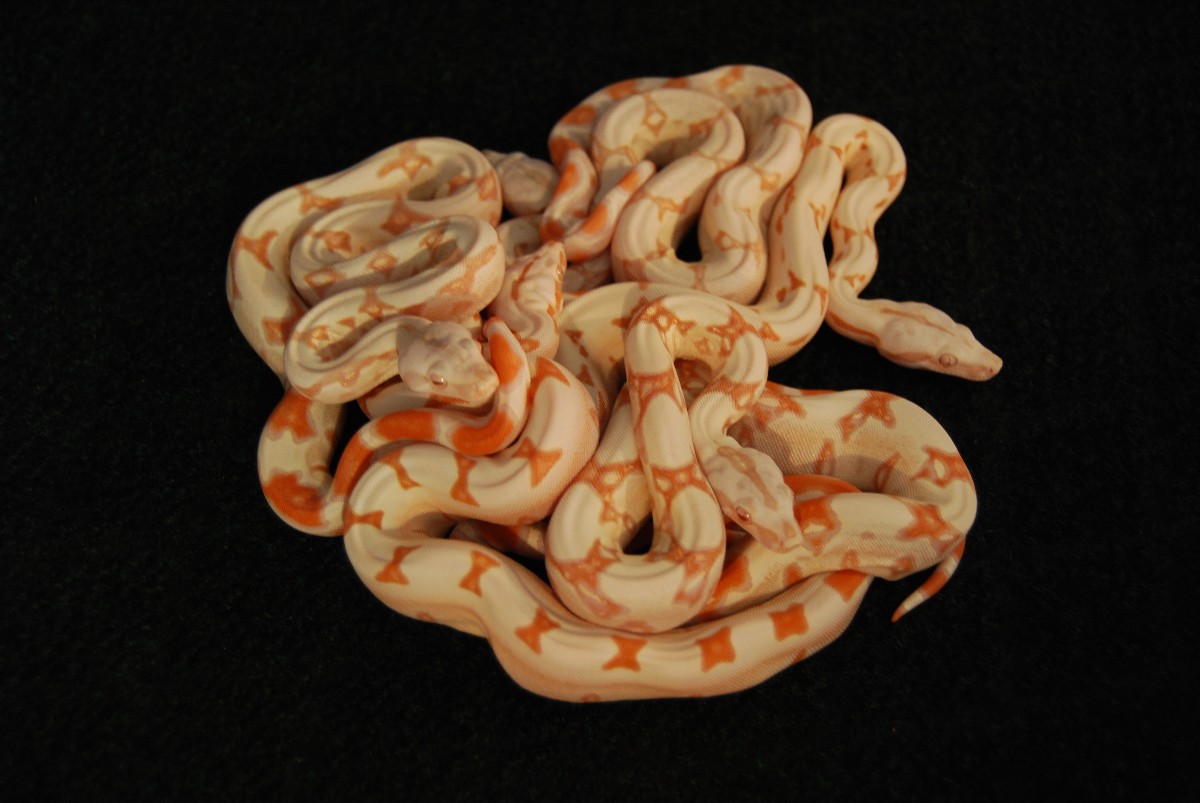 Jungle boa