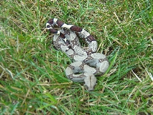 Peruvian boas