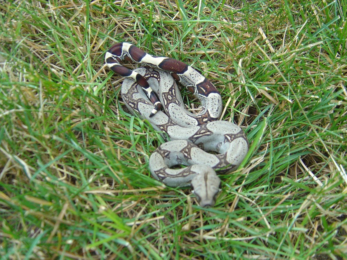 Peruvian boas