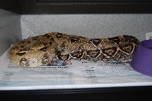 Gravid shot of Anery dame
