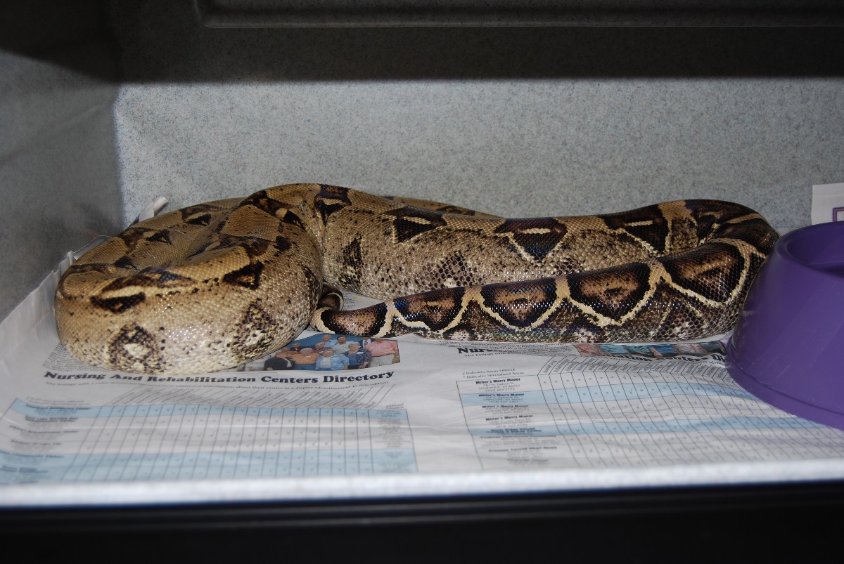Gravid shot of Anery dame