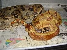 Sunglow Jungle 100% het anery litter