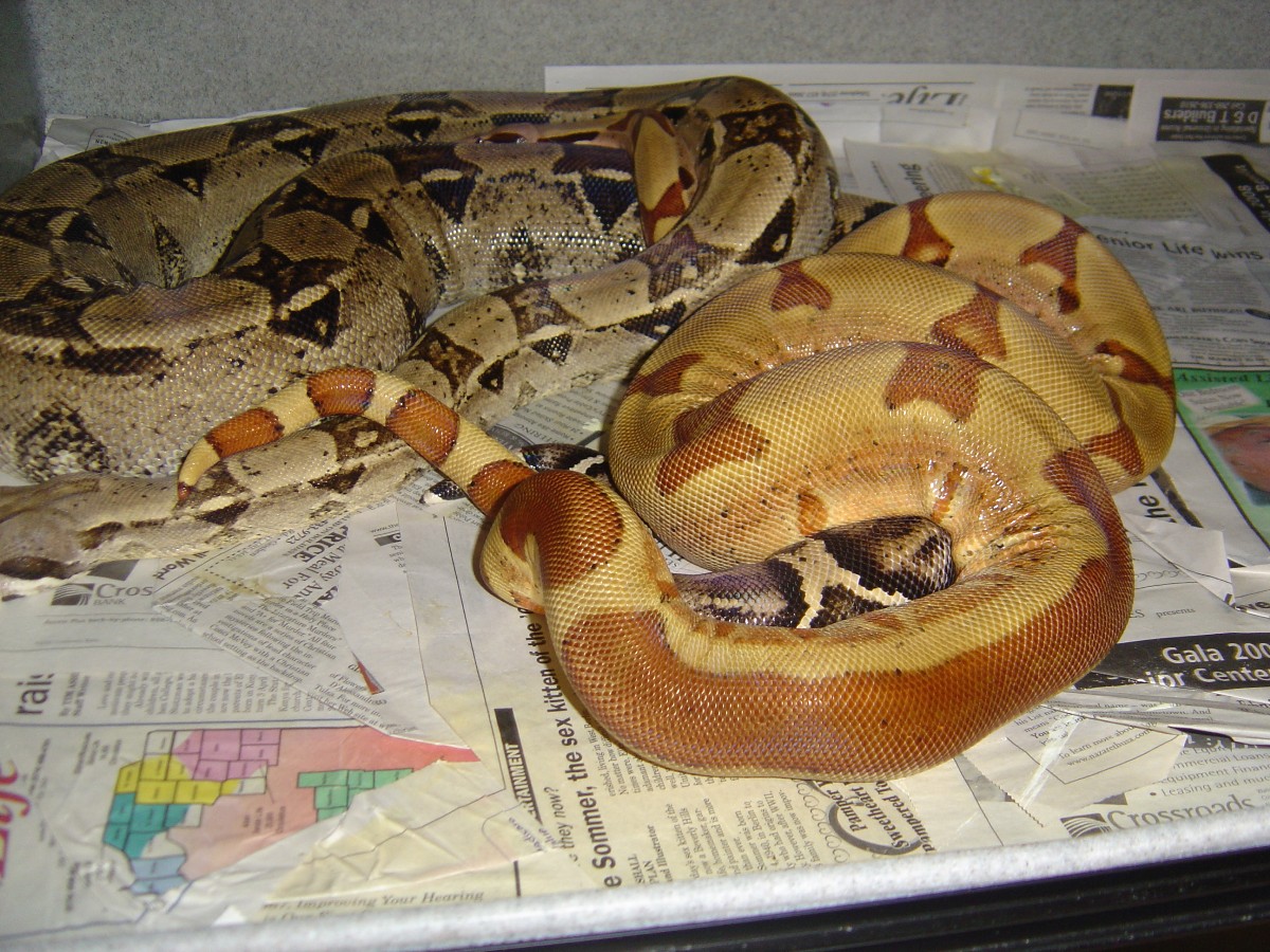 Sunglow Jungle 100% het anery litter