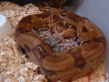 Hypo Hoggs