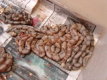 Hypo Hoggs