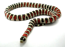 zunchara