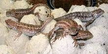 4 females and 1 male