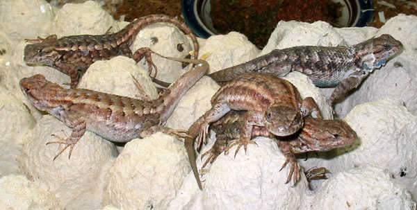 4 females and 1 male