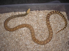 Alfonzo and Zoey's Papa