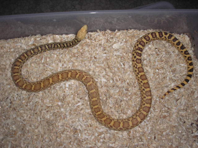Alfonzo and Zoey's Papa