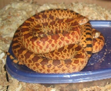 Alfonzo and Zoey in brumation