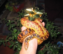 Gonzo Does Christmas!