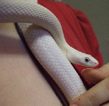 Leucistic Texas Rat Snake Female