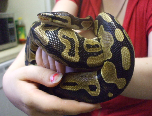 Normal Ball Python Female